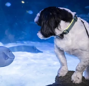 Dog visiting sealife