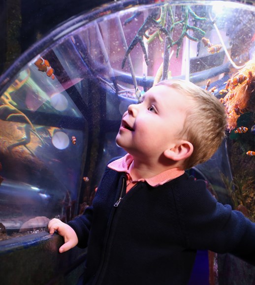 SEA LIFE child watching fish